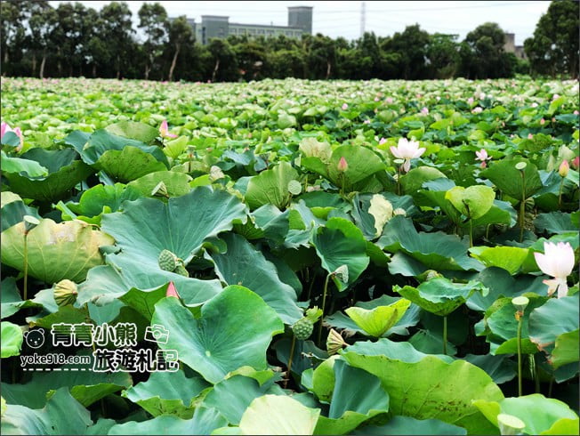 桃園觀音景點》賞蓮花一日遊.2020蓮花季熱鬧登場.坐大王蓮.吃蓮花餐~一起賞花去 @青青小熊*旅遊札記 桃園觀音景點》賞蓮花一日遊.2020蓮花季熱鬧登場.坐大王蓮.吃蓮花餐~一起賞花去 @青青小熊*旅遊札記