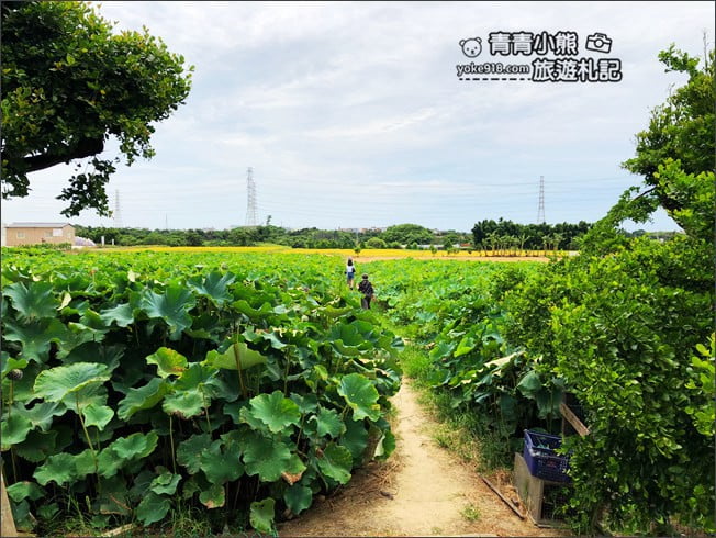 桃園觀音景點》賞蓮花一日遊.2020蓮花季熱鬧登場.坐大王蓮.吃蓮花餐~一起賞花去 @青青小熊*旅遊札記 桃園觀音景點》賞蓮花一日遊.2020蓮花季熱鬧登場.坐大王蓮.吃蓮花餐~一起賞花去 @青青小熊*旅遊札記