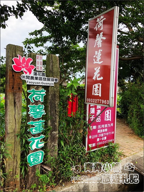 桃園觀音景點》賞蓮花一日遊.2020蓮花季熱鬧登場.坐大王蓮.吃蓮花餐~一起賞花去 @青青小熊*旅遊札記 桃園觀音景點》賞蓮花一日遊.2020蓮花季熱鬧登場.坐大王蓮.吃蓮花餐~一起賞花去 @青青小熊*旅遊札記