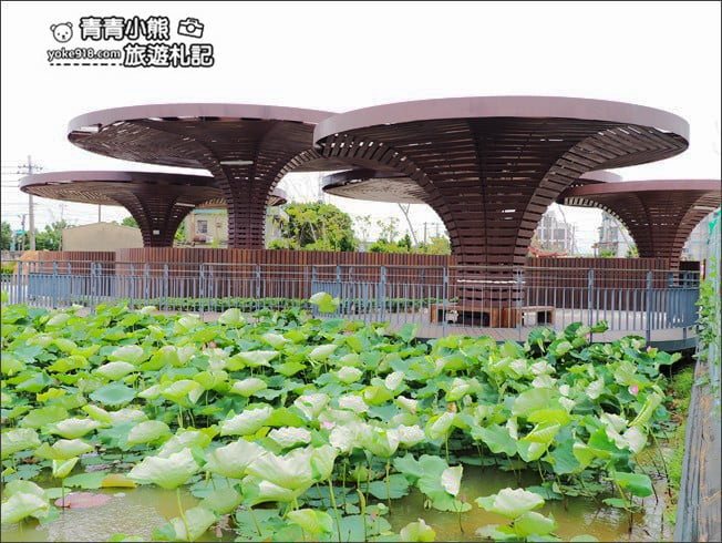 桃園觀音景點》賞蓮花一日遊.2020蓮花季熱鬧登場.坐大王蓮.吃蓮花餐~一起賞花去 @青青小熊*旅遊札記 桃園觀音景點》賞蓮花一日遊.2020蓮花季熱鬧登場.坐大王蓮.吃蓮花餐~一起賞花去 @青青小熊*旅遊札記