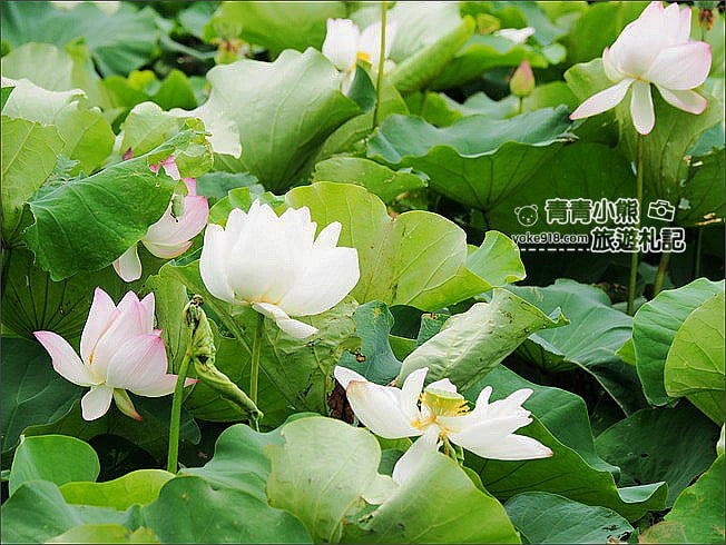 桃園觀音景點》賞蓮花一日遊.2020蓮花季熱鬧登場.坐大王蓮.吃蓮花餐~一起賞花去 @青青小熊*旅遊札記 桃園觀音景點》賞蓮花一日遊.2020蓮花季熱鬧登場.坐大王蓮.吃蓮花餐~一起賞花去 @青青小熊*旅遊札記