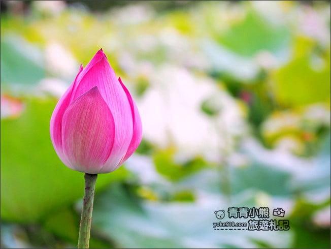 桃園觀音景點》賞蓮花一日遊.2020蓮花季熱鬧登場.坐大王蓮.吃蓮花餐~一起賞花去 @青青小熊*旅遊札記 桃園觀音景點》賞蓮花一日遊.2020蓮花季熱鬧登場.坐大王蓮.吃蓮花餐~一起賞花去 @青青小熊*旅遊札記