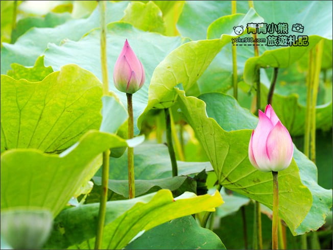 桃園觀音景點》賞蓮花一日遊.2020蓮花季熱鬧登場.坐大王蓮.吃蓮花餐~一起賞花去 @青青小熊*旅遊札記 桃園觀音景點》賞蓮花一日遊.2020蓮花季熱鬧登場.坐大王蓮.吃蓮花餐~一起賞花去 @青青小熊*旅遊札記