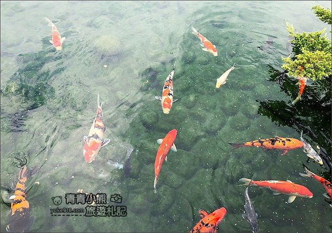 彰化景點》成美文化園．有台版兼六園的日式造景,平地版嘉明湖,茂密的落羽松步道 @青青小熊＊旅遊札記