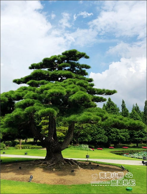 彰化景點》成美文化園.有台版兼六園的日式造景,平地版嘉明湖,茂密的落羽松步道 @青青小熊*旅遊札記 彰化景點》成美文化園.有台版兼六園的日式造景,平地版嘉明湖,茂密的落羽松步道 @青青小熊*旅遊札記