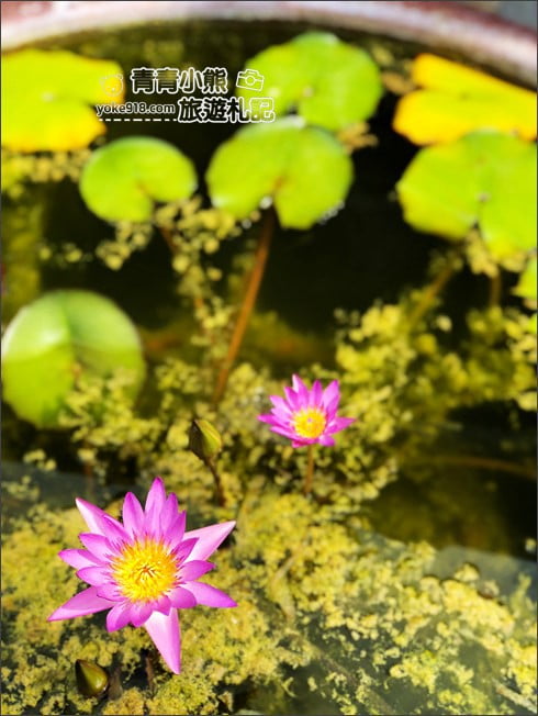 彰化景點》成美文化園.有台版兼六園的日式造景,平地版嘉明湖,茂密的落羽松步道 @青青小熊*旅遊札記 彰化景點》成美文化園.有台版兼六園的日式造景,平地版嘉明湖,茂密的落羽松步道 @青青小熊*旅遊札記