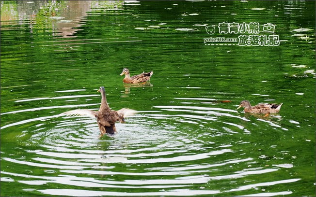 彰化景點》成美文化園．有台版兼六園的日式造景,平地版嘉明湖,茂密的落羽松步道 @青青小熊＊旅遊札記