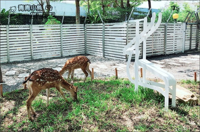 宜蘭新亮點》田老爺鹿森林.冬山隱藏版的可愛梅花鹿園區~來去餵小鹿 @青青小熊*旅遊札記 宜蘭新亮點》田老爺鹿森林.冬山隱藏版的可愛梅花鹿園區~來去餵小鹿 @青青小熊*旅遊札記