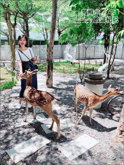 宜蘭新亮點》田老爺鹿森林.冬山隱藏版的可愛梅花鹿園區~來去餵小鹿 @青青小熊*旅遊札記 宜蘭新亮點》田老爺鹿森林.冬山隱藏版的可愛梅花鹿園區~來去餵小鹿 @青青小熊*旅遊札記