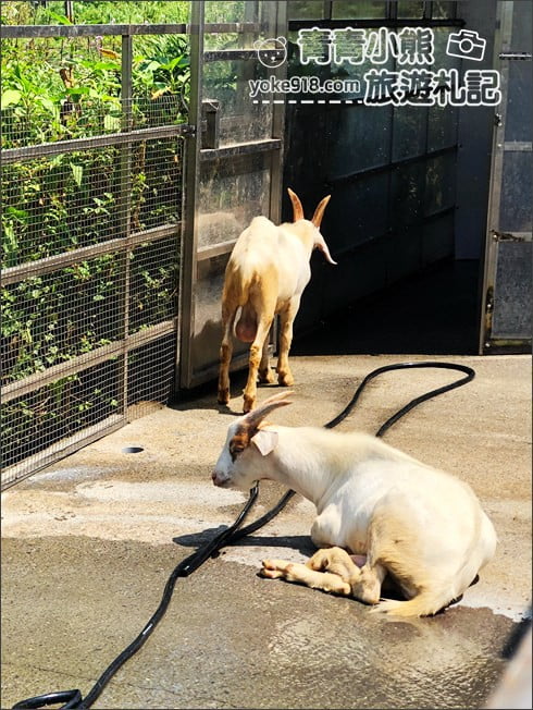 宜蘭新景點》五十二甲生態農場．五結親子景點，佔地廣大~內有許多可愛小動物 @青青小熊＊旅遊札記