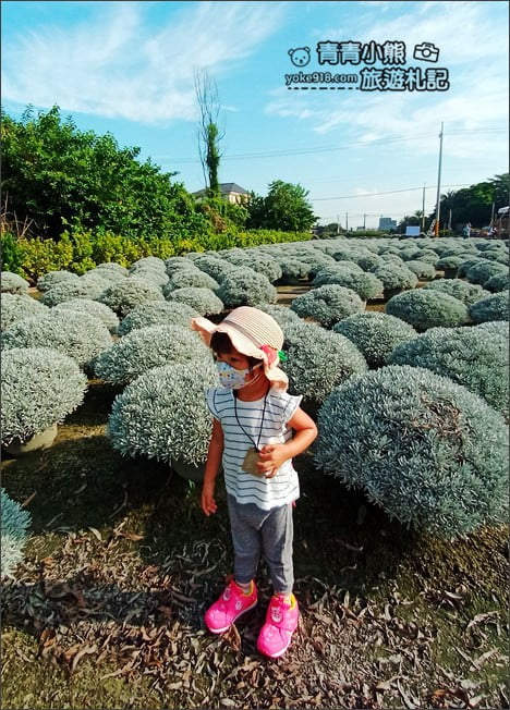 彰化田尾景點》建華芙蓉園.下雪了,雪白一片圓滾滾好可愛 @青青小熊*旅遊札記 彰化田尾景點》建華芙蓉園.下雪了,雪白一片圓滾滾好可愛 @青青小熊*旅遊札記