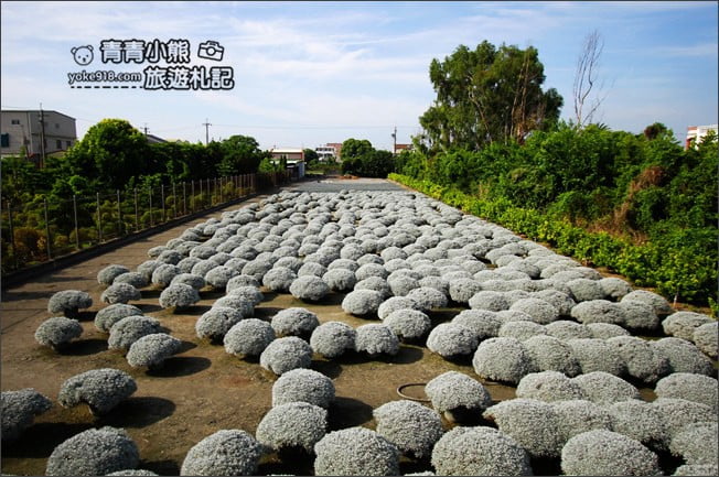 彰化田尾景點》建華芙蓉園.下雪了,雪白一片圓滾滾好可愛 @青青小熊*旅遊札記 彰化田尾景點》建華芙蓉園.下雪了,雪白一片圓滾滾好可愛 @青青小熊*旅遊札記