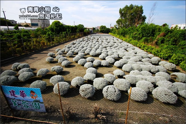 彰化田尾景點》建華芙蓉園.下雪了,雪白一片圓滾滾好可愛 @青青小熊*旅遊札記 彰化田尾景點》建華芙蓉園.下雪了,雪白一片圓滾滾好可愛 @青青小熊*旅遊札記