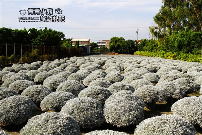 彰化田尾景點》建華芙蓉園.下雪了,雪白一片圓滾滾好可愛 @青青小熊*旅遊札記 彰化田尾景點》建華芙蓉園.下雪了,雪白一片圓滾滾好可愛 @青青小熊*旅遊札記