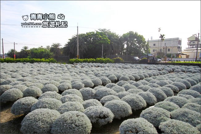彰化田尾景點》建華芙蓉園.下雪了,雪白一片圓滾滾好可愛 @青青小熊*旅遊札記 彰化田尾景點》建華芙蓉園.下雪了,雪白一片圓滾滾好可愛 @青青小熊*旅遊札記