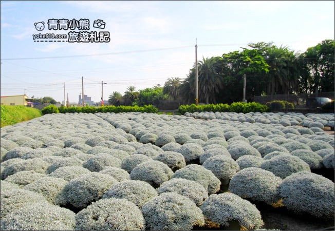 彰化田尾景點》建華芙蓉園.下雪了,雪白一片圓滾滾好可愛 @青青小熊*旅遊札記 彰化田尾景點》建華芙蓉園.下雪了,雪白一片圓滾滾好可愛 @青青小熊*旅遊札記