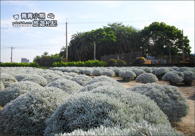 彰化田尾景點》建華芙蓉園．下雪了，雪白一片圓滾滾好可愛 @青青小熊＊旅遊札記