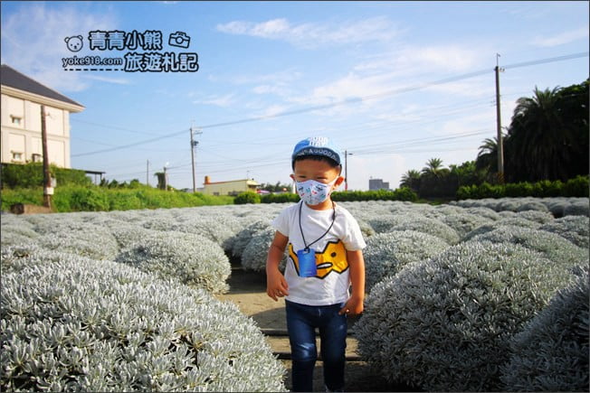 彰化田尾景點》建華芙蓉園.下雪了,雪白一片圓滾滾好可愛 @青青小熊*旅遊札記 彰化田尾景點》建華芙蓉園.下雪了,雪白一片圓滾滾好可愛 @青青小熊*旅遊札記