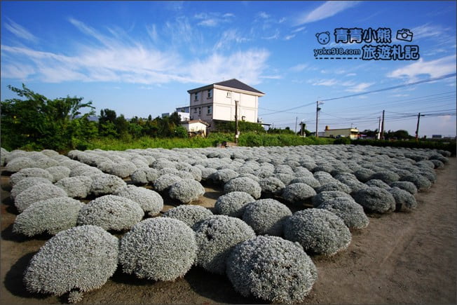 彰化田尾景點》建華芙蓉園.下雪了,雪白一片圓滾滾好可愛 @青青小熊*旅遊札記 彰化田尾景點》建華芙蓉園.下雪了,雪白一片圓滾滾好可愛 @青青小熊*旅遊札記