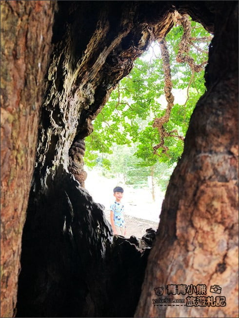 南投免門票景點》南投小資旅遊推薦,適合全家同遊的好玩免門票&銅板價這裡玩 @青青小熊*旅遊札記 南投免門票景點》南投小資旅遊推薦,適合全家同遊的好玩免門票&銅板價這裡玩 @青青小熊*旅遊札記