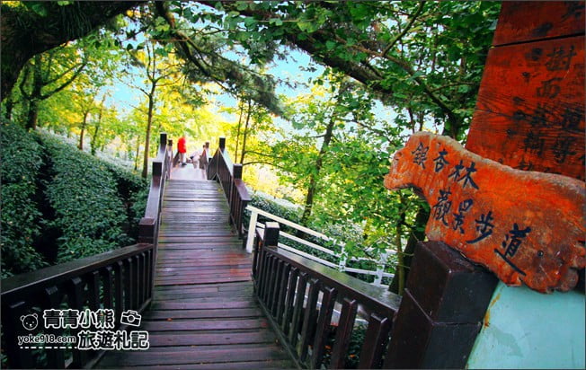 南投景點》武岫農圃．賞銀杏看雲海~山中最美銀杏林茶園步道 @青青小熊＊旅遊札記