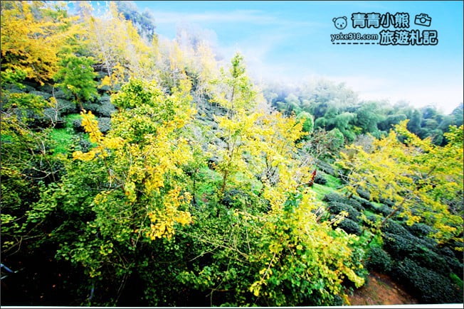 南投景點》武岫農圃．賞銀杏看雲海~山中最美銀杏林茶園步道 @青青小熊＊旅遊札記