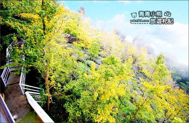 南投景點》武岫農圃．賞銀杏看雲海~山中最美銀杏林茶園步道 @青青小熊＊旅遊札記