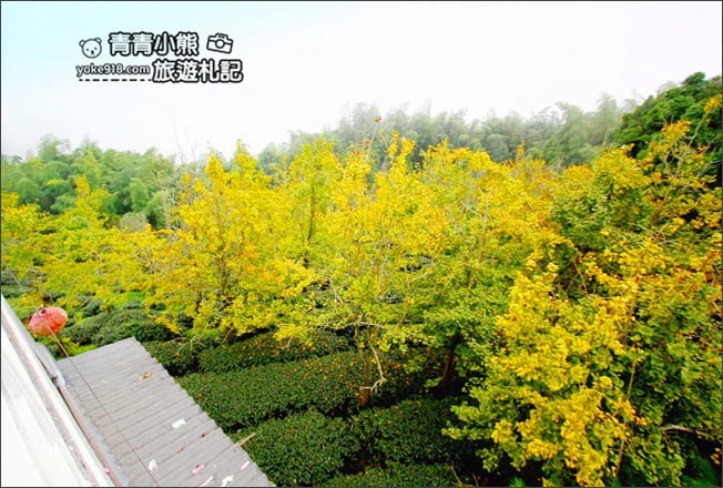 南投景點》武岫農圃．賞銀杏看雲海~山中最美銀杏林茶園步道 @青青小熊＊旅遊札記