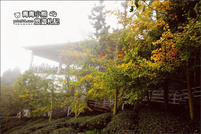 南投景點》武岫農圃．賞銀杏看雲海~山中最美銀杏林茶園步道 @青青小熊＊旅遊札記