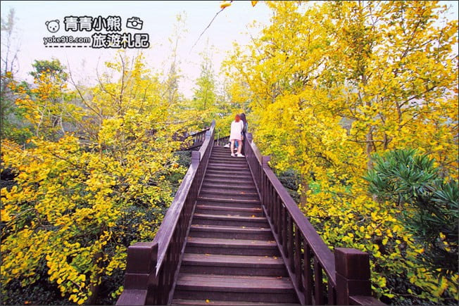 南投景點》武岫農圃．賞銀杏看雲海~山中最美銀杏林茶園步道 @青青小熊＊旅遊札記