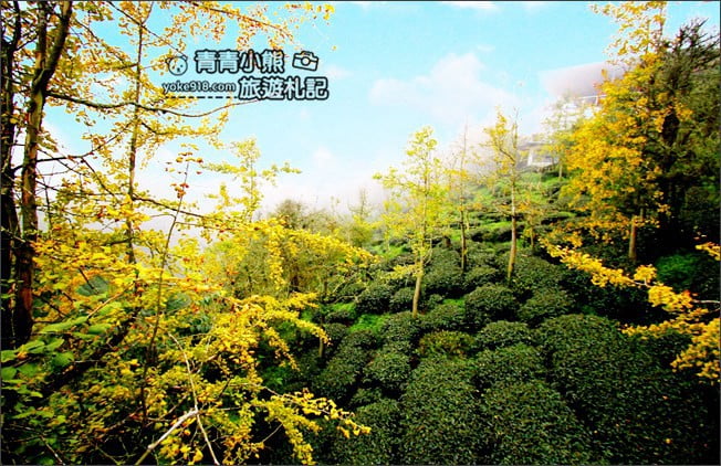 南投景點》武岫農圃．賞銀杏看雲海~山中最美銀杏林茶園步道 @青青小熊＊旅遊札記
