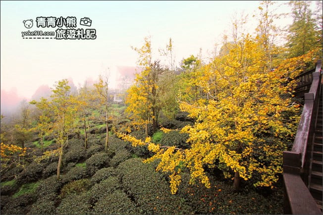 南投景點》武岫農圃．賞銀杏看雲海~山中最美銀杏林茶園步道 @青青小熊＊旅遊札記