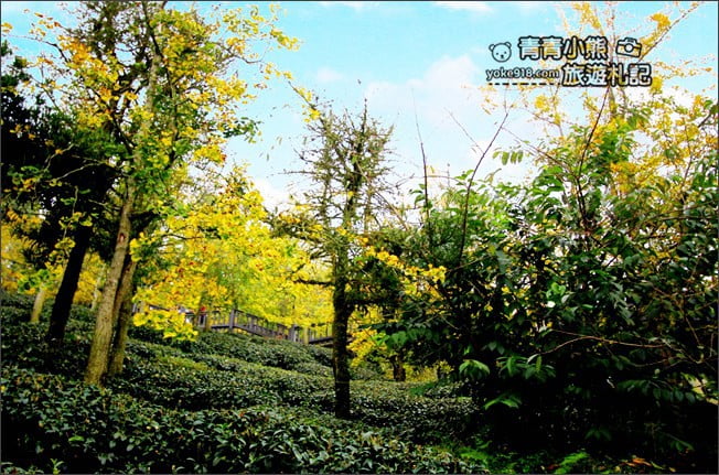 南投景點》武岫農圃．賞銀杏看雲海~山中最美銀杏林茶園步道 @青青小熊＊旅遊札記