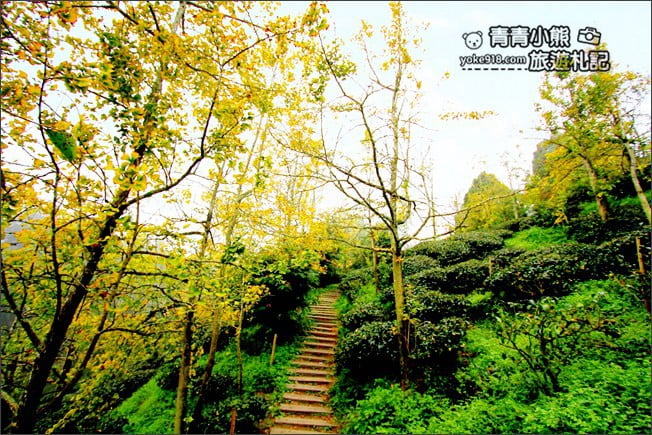 南投景點》武岫農圃．賞銀杏看雲海~山中最美銀杏林茶園步道 @青青小熊＊旅遊札記