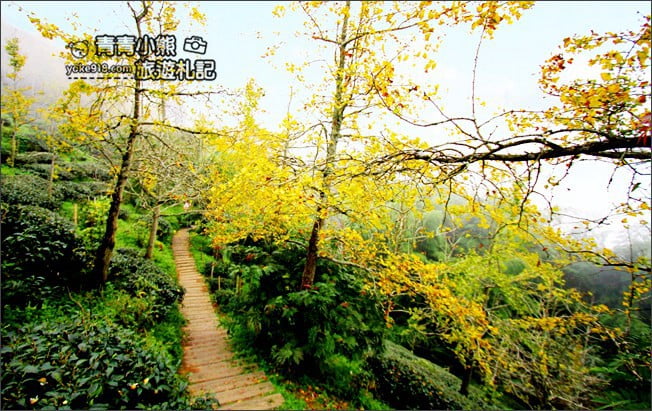 南投景點》武岫農圃．賞銀杏看雲海~山中最美銀杏林茶園步道 @青青小熊＊旅遊札記