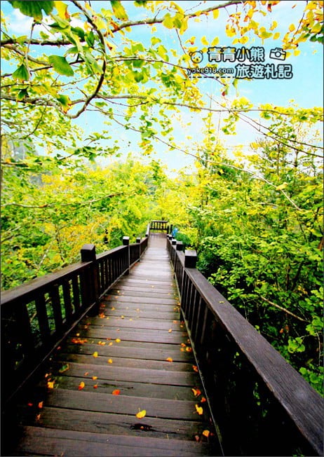 南投景點》武岫農圃．賞銀杏看雲海~山中最美銀杏林茶園步道 @青青小熊＊旅遊札記