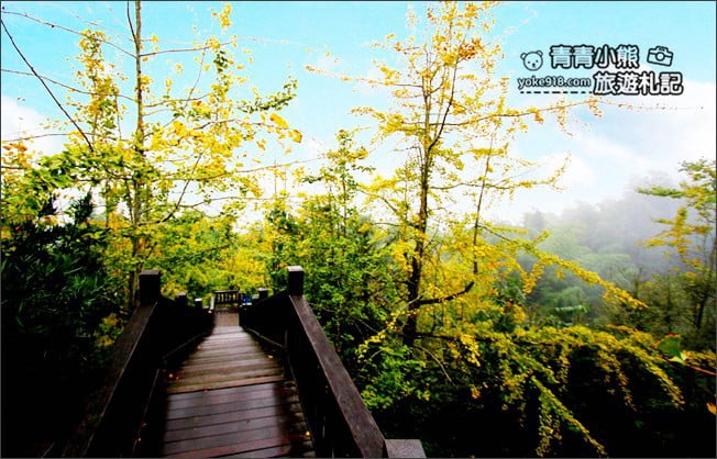 南投景點》武岫農圃．賞銀杏看雲海~山中最美銀杏林茶園步道 @青青小熊＊旅遊札記