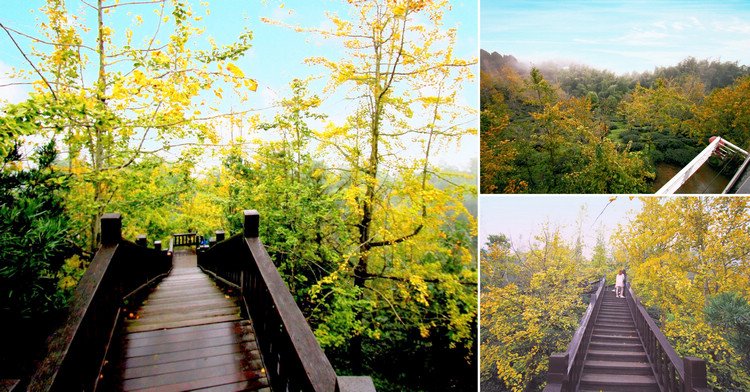 南投景點》武岫農圃．賞銀杏看雲海~山中最美銀杏林茶園步道 @青青小熊＊旅遊札記