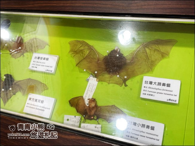 雲林景點》黃金蝙蝠生態館&水林全台唯一蝙蝠主題國小~每個人都可當蝙蝠俠 @青青小熊＊旅遊札記