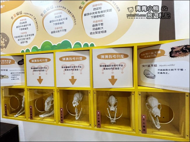 雲林景點》黃金蝙蝠生態館&水林全台唯一蝙蝠主題國小~每個人都可當蝙蝠俠 @青青小熊＊旅遊札記