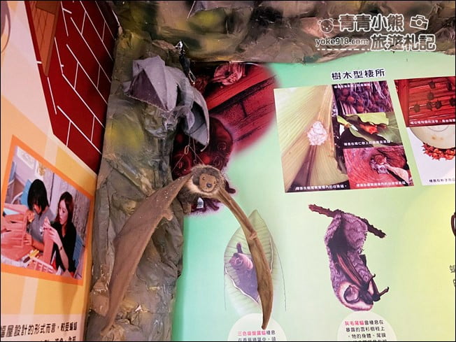 雲林景點》黃金蝙蝠生態館&水林全台唯一蝙蝠主題國小~每個人都可當蝙蝠俠 @青青小熊＊旅遊札記