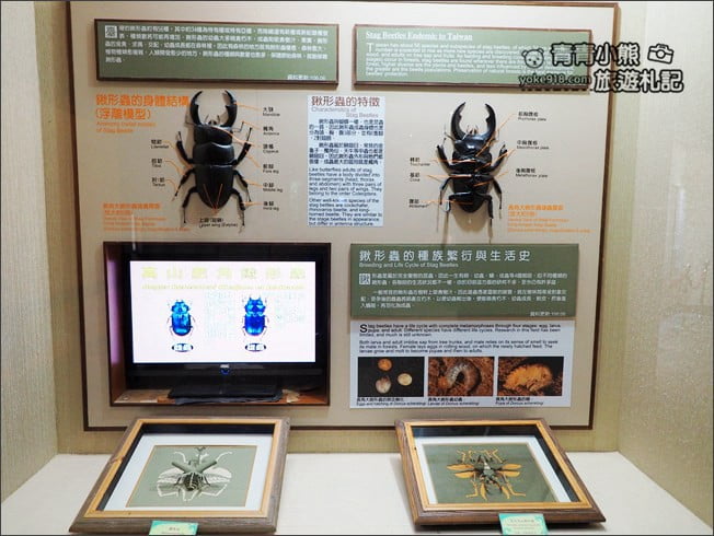 南投景點》集集親子景點~特有生物研究保育中心．充滿驚喜的臺灣物種博物館 @青青小熊＊旅遊札記