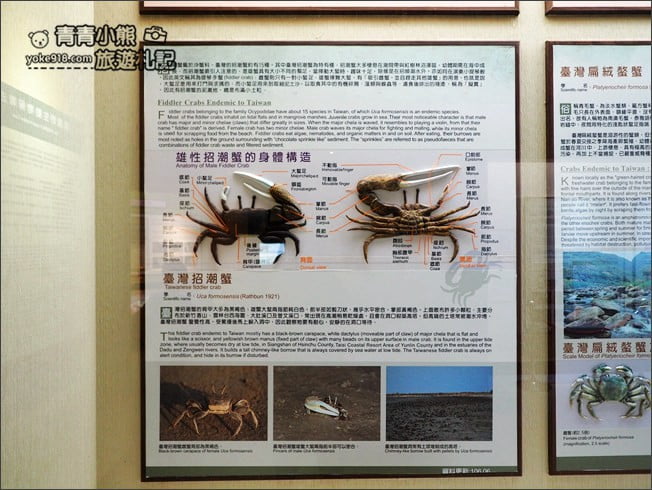 南投景點》集集親子景點~特有生物研究保育中心．充滿驚喜的臺灣物種博物館 @青青小熊＊旅遊札記