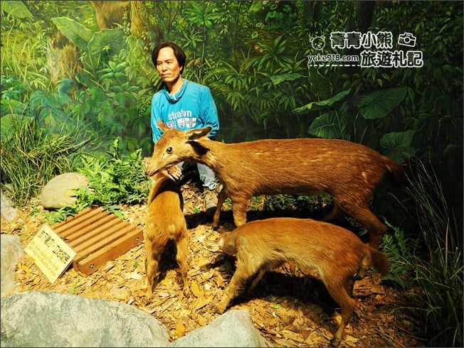 南投景點》集集親子景點~特有生物研究保育中心．充滿驚喜的臺灣物種博物館 @青青小熊＊旅遊札記
