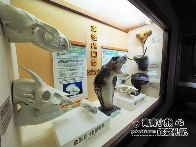 南投景點》集集親子景點~特有生物研究保育中心．充滿驚喜的臺灣物種博物館 @青青小熊＊旅遊札記