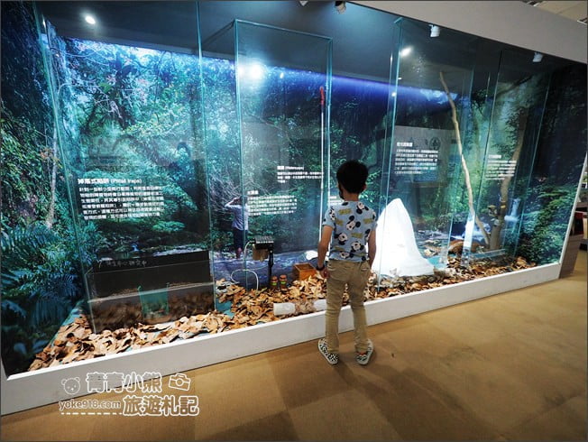 南投景點》集集親子景點~特有生物研究保育中心．充滿驚喜的臺灣物種博物館 @青青小熊＊旅遊札記