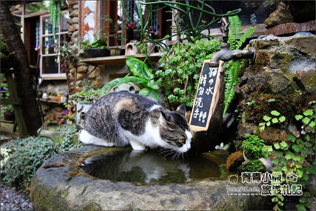嘉義景點》阿將的家23咖啡館．阿里山上的秘境咖啡廳~約會景點推薦 @青青小熊＊旅遊札記