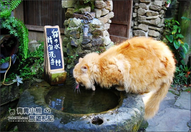 嘉義景點》阿將的家23咖啡館．阿里山上的秘境咖啡廳~約會景點推薦 @青青小熊＊旅遊札記