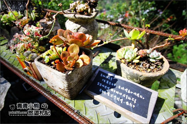 嘉義景點》阿將的家23咖啡館．阿里山上的秘境咖啡廳~約會景點推薦 @青青小熊＊旅遊札記