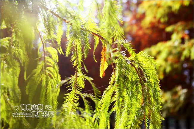 南投景點》139縣道落羽松森林．秋季必賞南投落羽松~一起走進夢幻森林裡 @青青小熊＊旅遊札記
